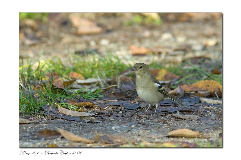 Fringuello -  Fringilla coelebs